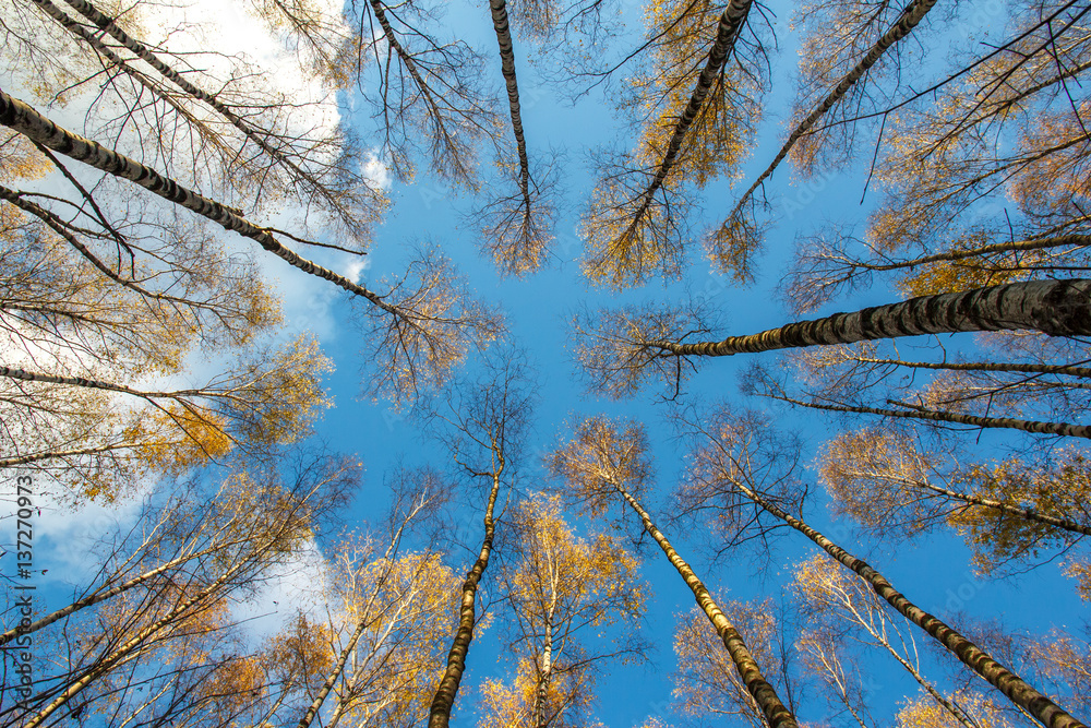 autumn birch forest with yellow leaves on blue sky background, from the bottom up autumn birch forest with yellow leaves on blue sky background, from the bottom up