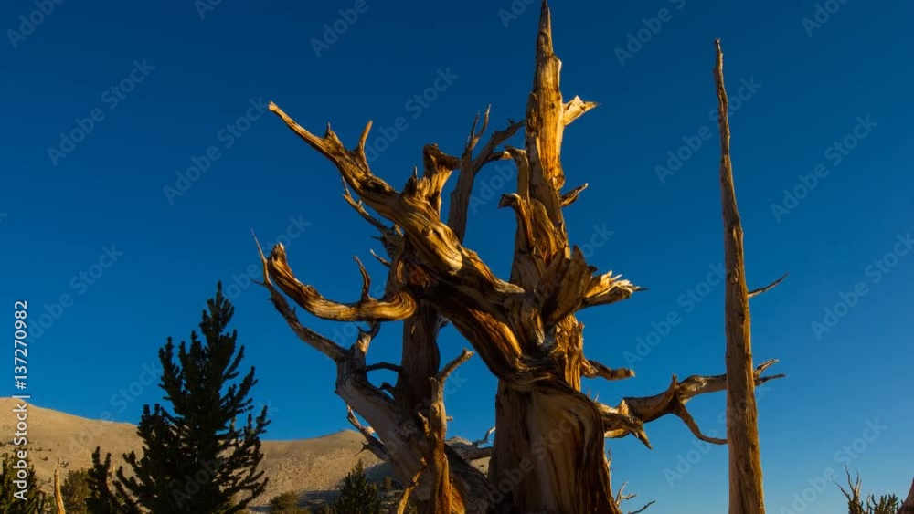 MoCo Timelapse of Ancient Bristlecone Pine Tree in Morning Sun -Long Shot- MoCo Timelapse of Ancient Bristlecone Pine Tree in Morning Sun -Long Shot-
