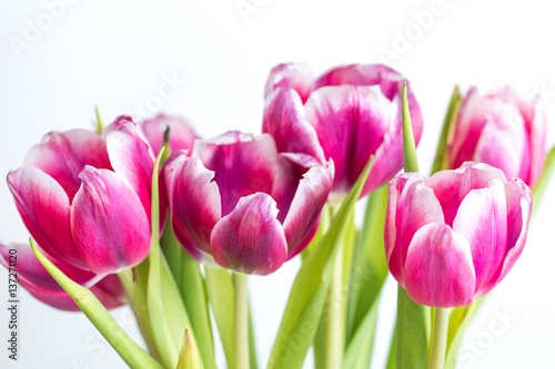 Beautiful two colored tulips close up on white background