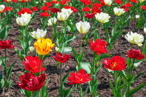 Colorful flowers in springtime. Tulips field Background