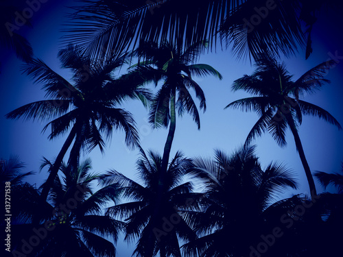Silhouette of coconut tree at the beach