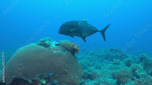 Giant Trevally with cleaner wrasses on a coral reef. 4k footage