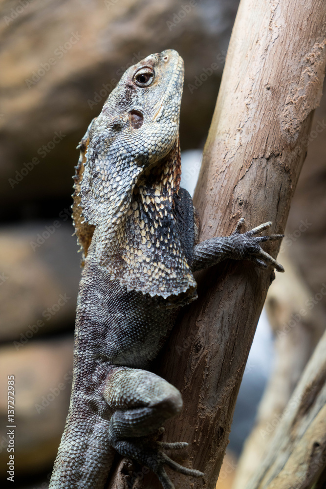 Hooded Dragon, Lizard, Reptile foto de Stock Adobe Stock