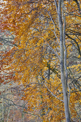 Beech trees in golden autumn foliage portrait view