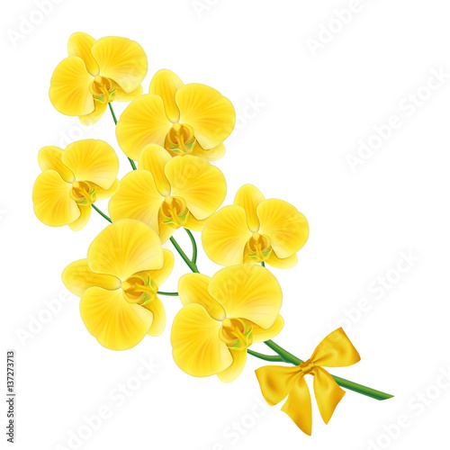 Yellow orchid flower with celebration bow