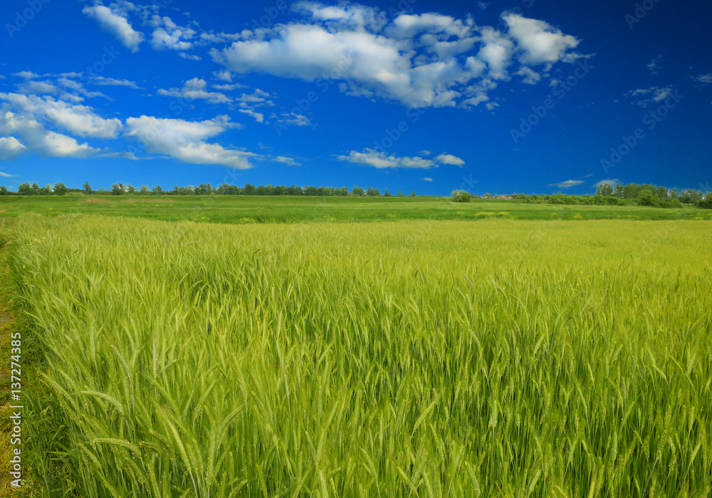 Wheat field against a blue sky