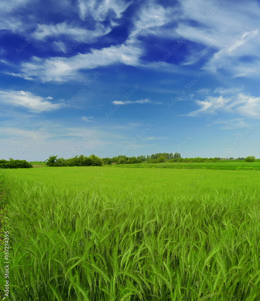 Wheat field against a blue sky Wheat field against a blue sky