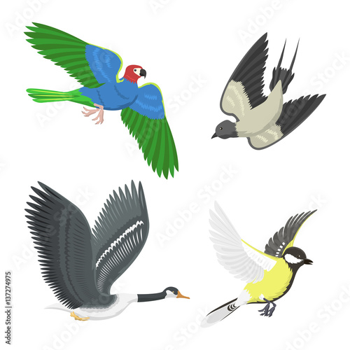 Set of different flying birds vector illustration.