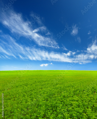 green clover field