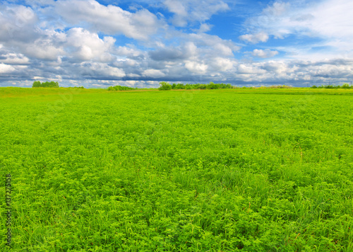 green clover field