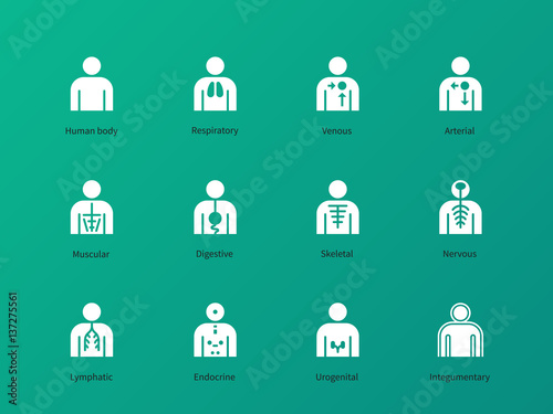 Human body systems pictograms on green background.