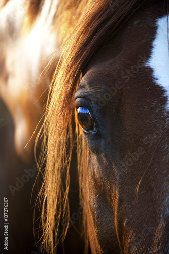Horse Eye
