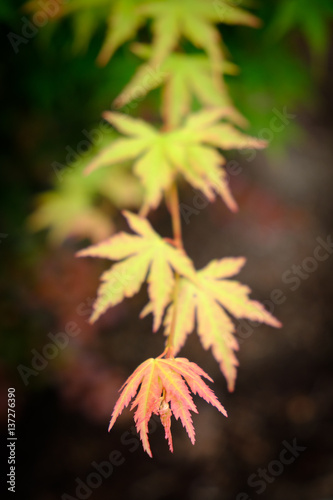 A maple leaf turns color from green to red