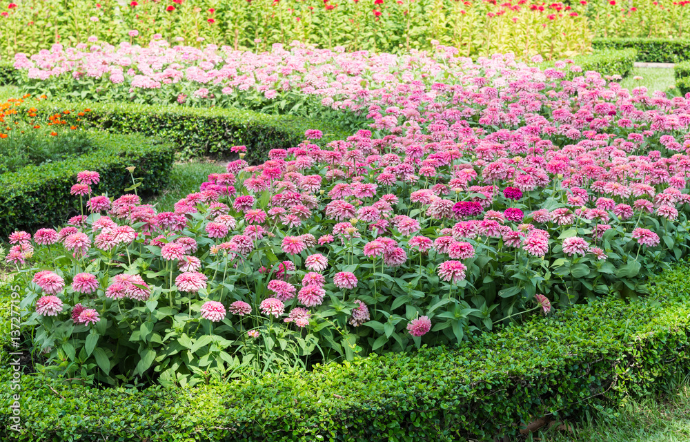 Pink flower row with the sunshine.