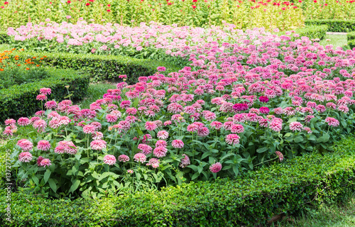 Pink flower row with the sunshine.