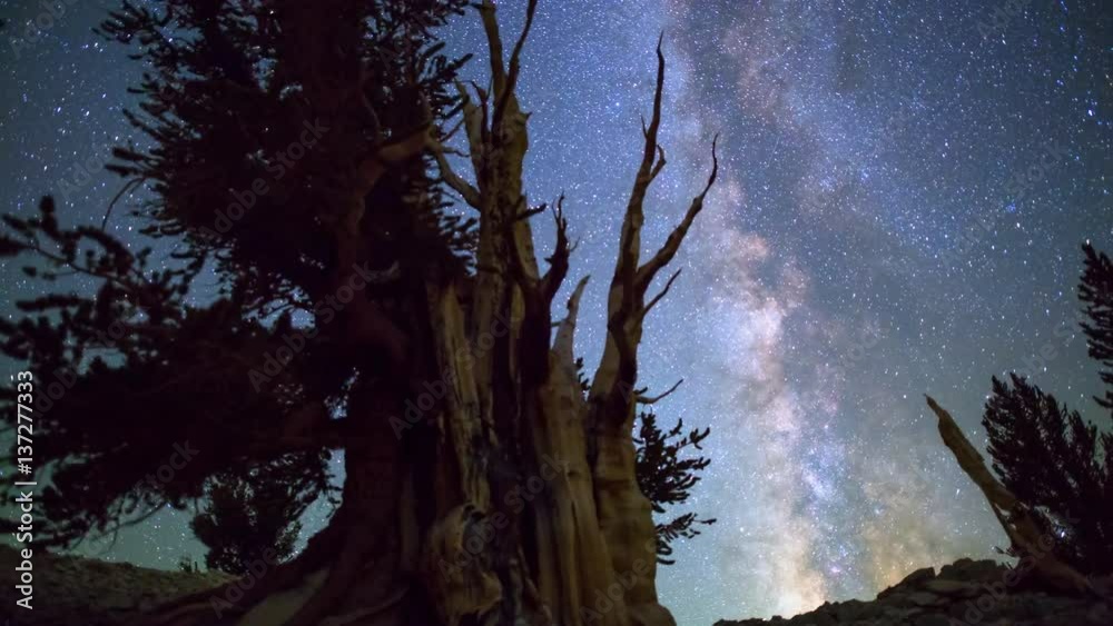 MoCo Astro Timelapse of Milky Way & Giant Bristlecone Pine Tree MoCo Astro Timelapse of Milky Way & Giant Bristlecone Pine Tree