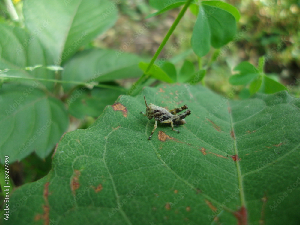 Fototapeta premium フキバッタ grasshopper