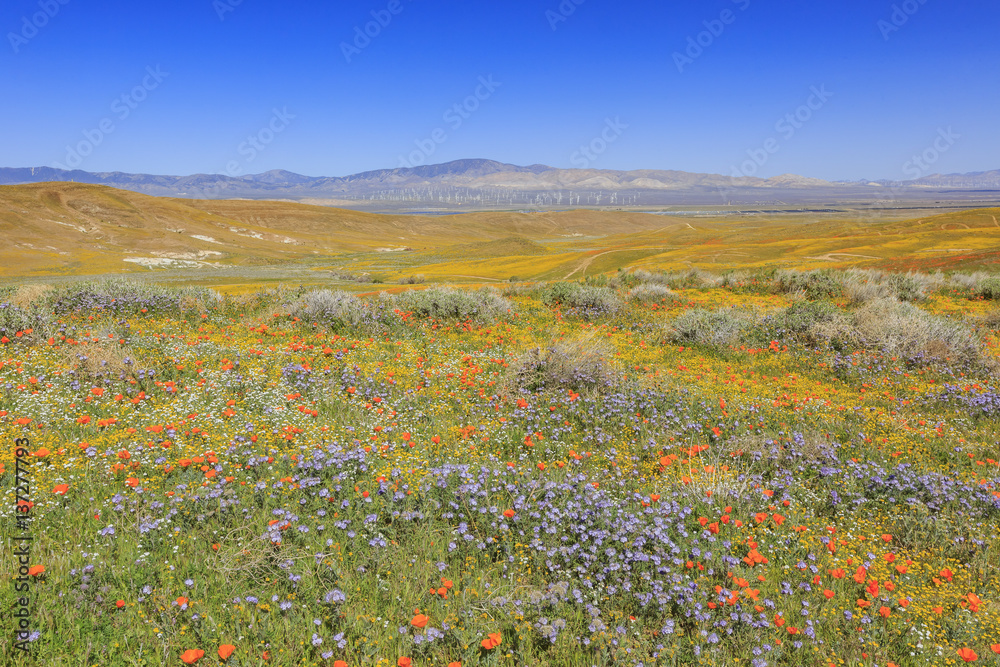 Wild flower at Antelope Valley
