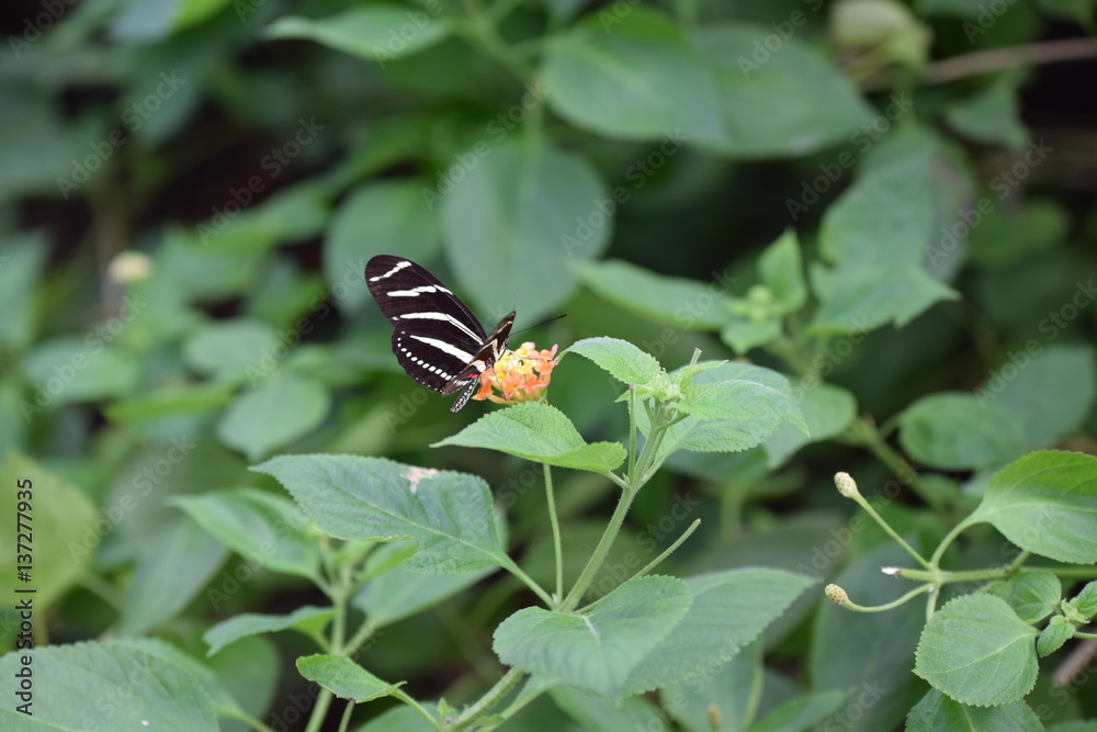 Butterfly Butterfly