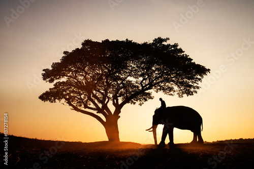 elephant. © sirisakboakaew