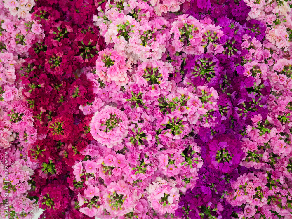 プリムラの花 プリムラの花