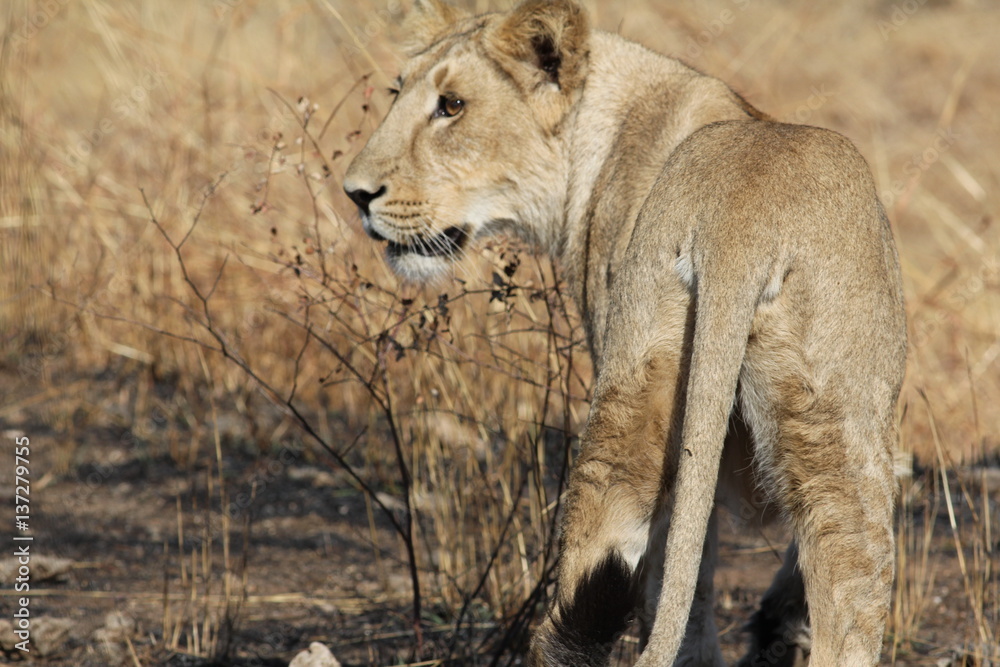 Naklejka premium Asiatic Lion