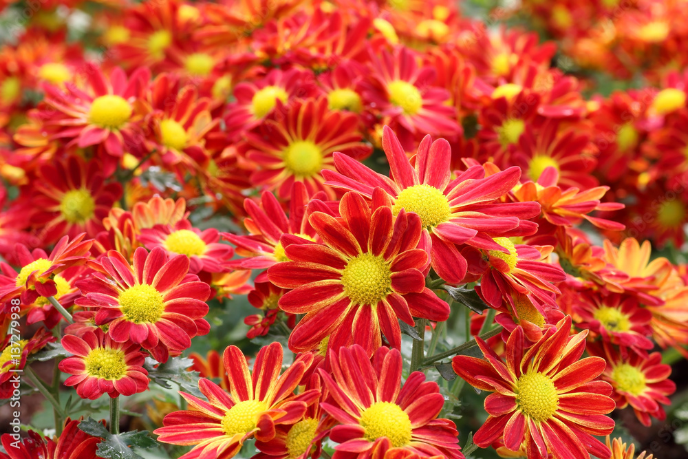 Beautiful red chrysanthemum in the park Beautiful red chrysanthemum in the park
