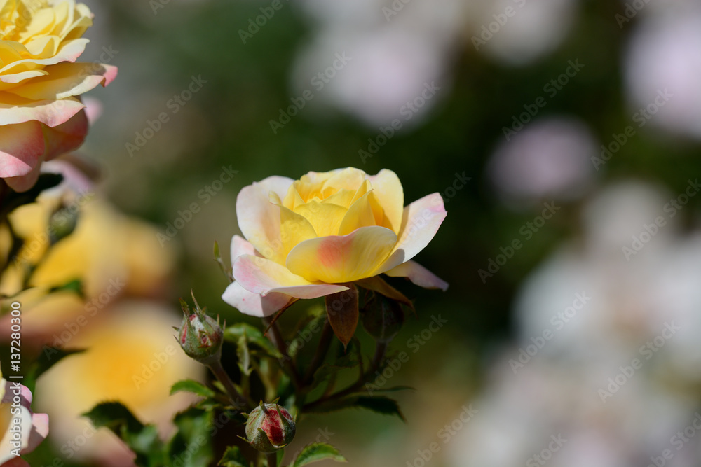 Yellow Rose Yellow Rose