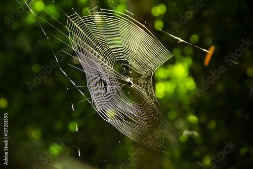 cobweb spyder photo