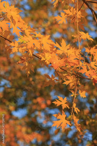 Beautiful fall color over Oak Glen area