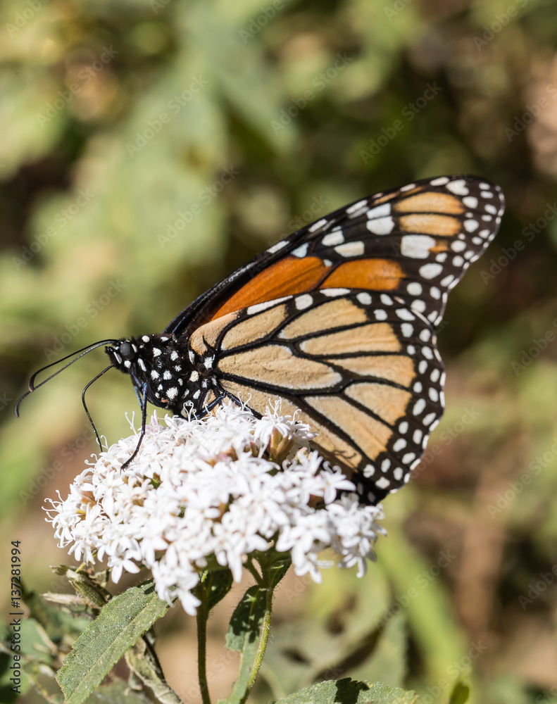 Monarch Butterfly Feeding on White Flower Monarch Butterfly Feeding on White Flower