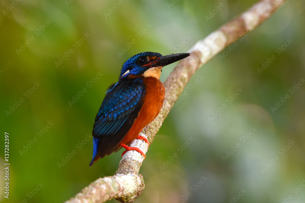 Beautiful Colorful Kingfisher bird, male Blue-eared Kingfisher bird of Thailand Beautiful Colorful Kingfisher bird, male Blue-eared Kingfisher bird of Thailand