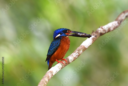 Beautiful Colorful Kingfisher bird, male Blue-eared Kingfisher bird of Thailand