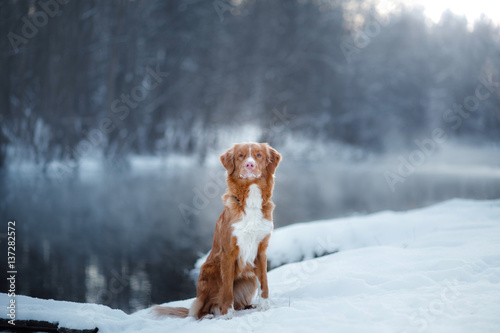 Fototapeta Naklejka Na Ścianę i Meble -  Dog Nova Scotia Duck Tolling Retriever, outdoors in the winter, snow,