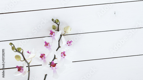 white orchid flower on white painted wooden background, top view
