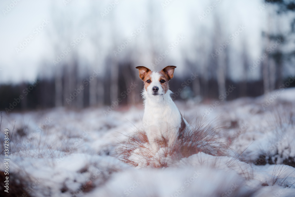Dog Jack Russell Terrier outdoors in the winter, snow,