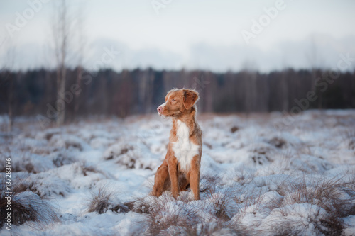 Fototapeta Naklejka Na Ścianę i Meble -  Dog Nova Scotia Duck Tolling Retriever, outdoors in the winter, snow,