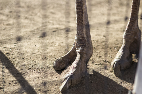 Ostrich Feet photo