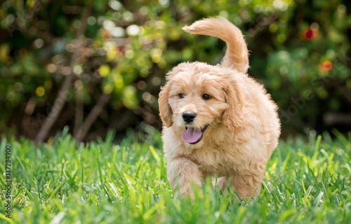 Goldendoodle puppy 
