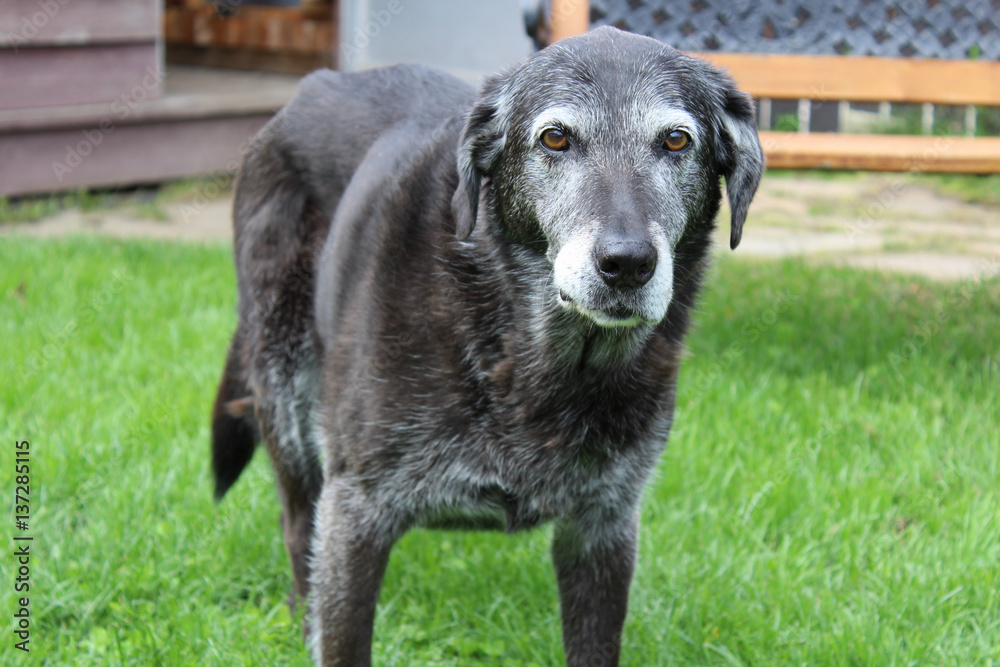 Old Dog in The Backyard