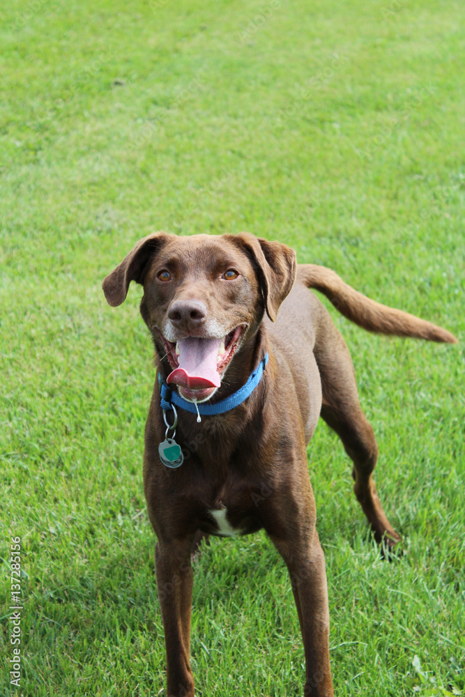 Happy Dog Playing in the Park