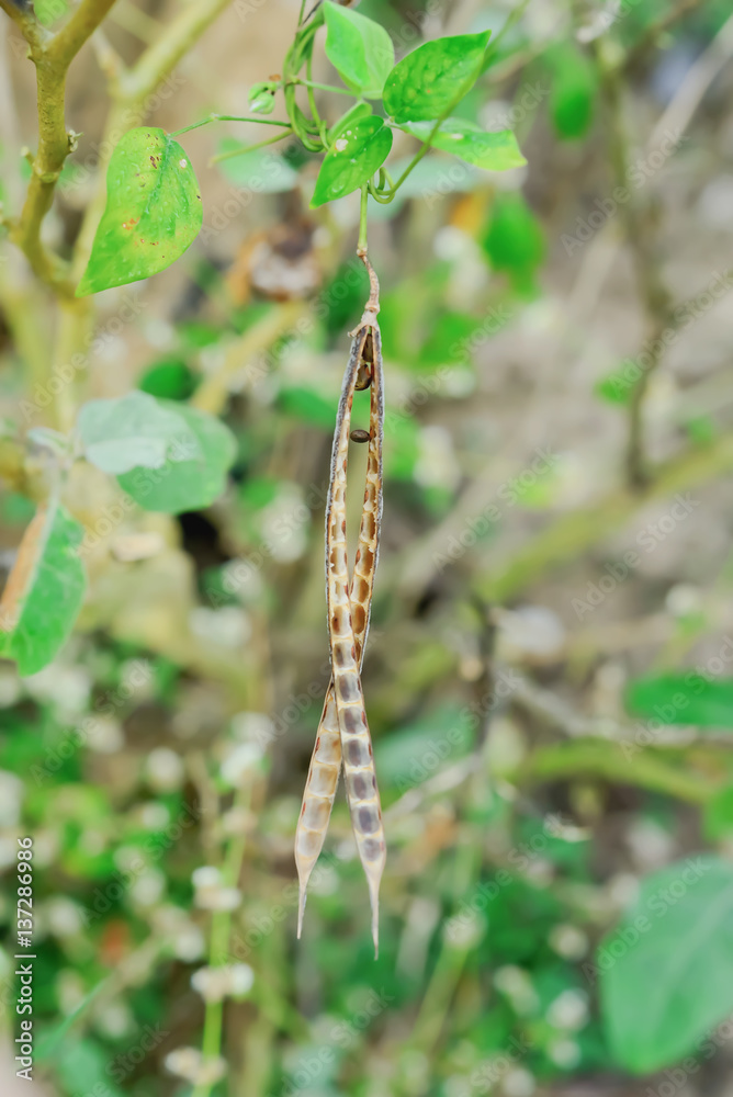 seeds on tree