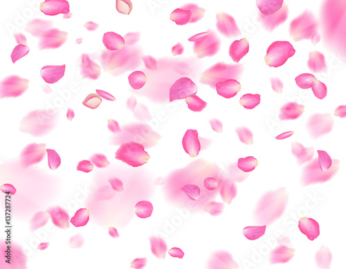 Pink sakura petals background. A lot of falling petals on white background. Vector spring template.