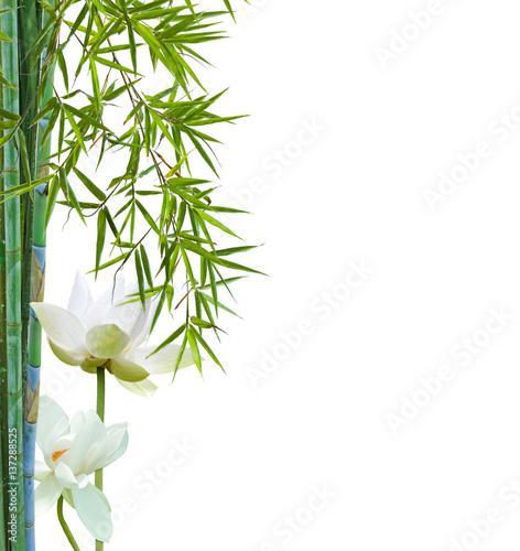 ambous et lotus blancs  fond blanc