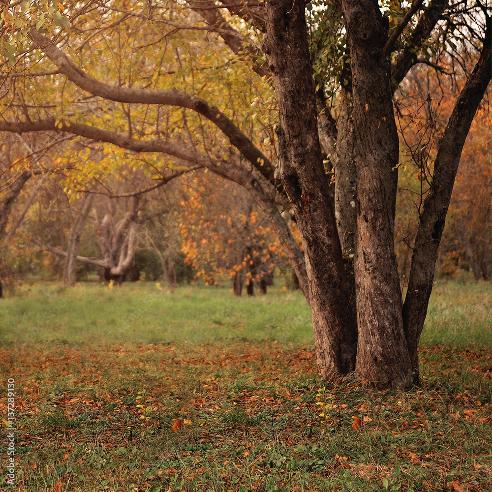 Big autumn oak and green grass