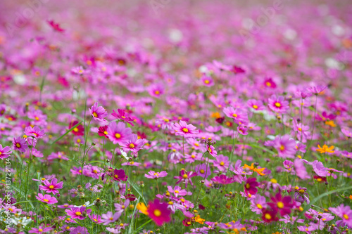 Flower and natural bokeh for Background