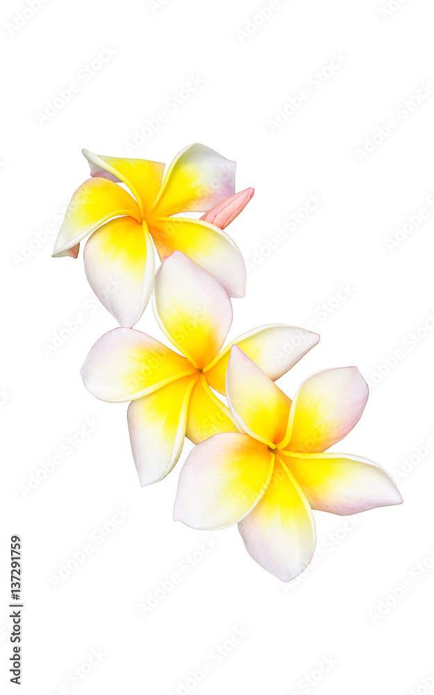 Fototapeta premium Tropical flower frangipani isolated on white background