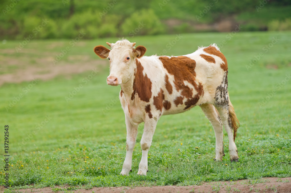 Red-flecked breed calf cow on a green meadow in the early morning
