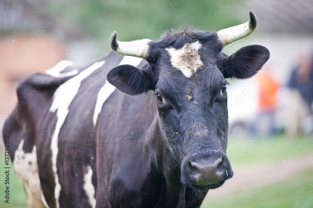 Close-up portrait cow on a meadow Close-up portrait cow on a meadow