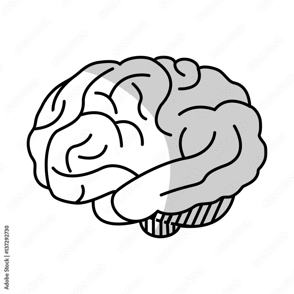 Human brain organ icon over white background. vector illustration Human brain organ icon over white background. vector illustration